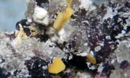 Wulfenite fuzzy tabs with quartz, fluorite, and white unknown 15X