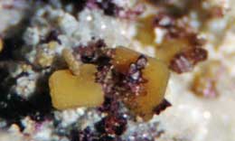 Wulfenite fuzzy tabs on calcite and fluorite 15X