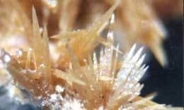 Wulfenite Needles 30X magnification