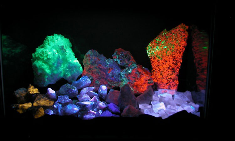 Fluorescent Specimens